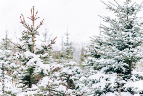 Landscape of a snow-covered pine forest in a snowfall