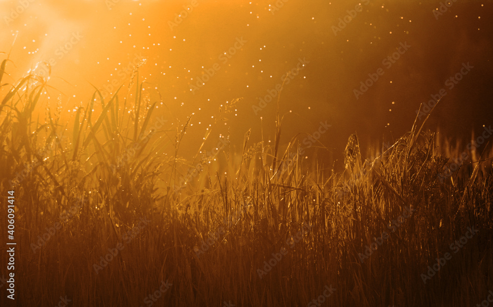 Sunset in Rural Area over the Wheat Field