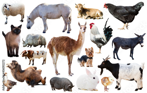 set of various farming animals including cattle and pets isolated