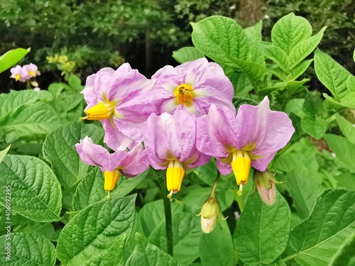 Kartoffel in Blüte,  Solanum tuberosum