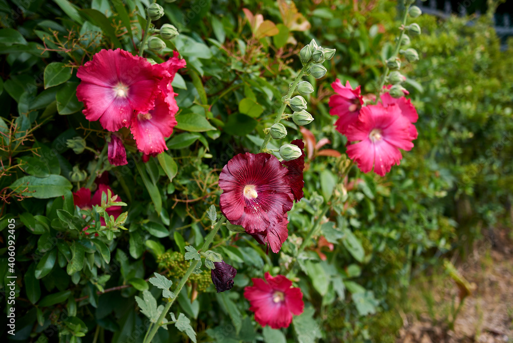 Alcea rosea Alcea rosea