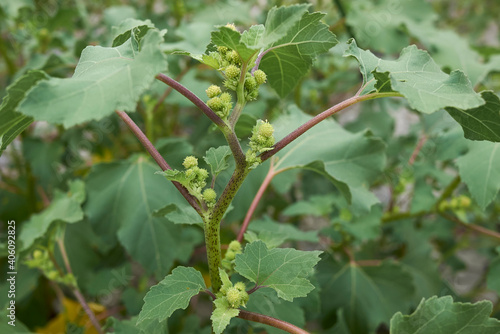 Xanthium orientale italicum 