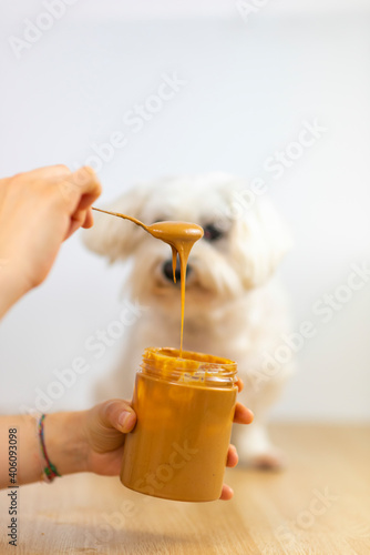 Bichón maltés comiendo crema de cacahuete. photo