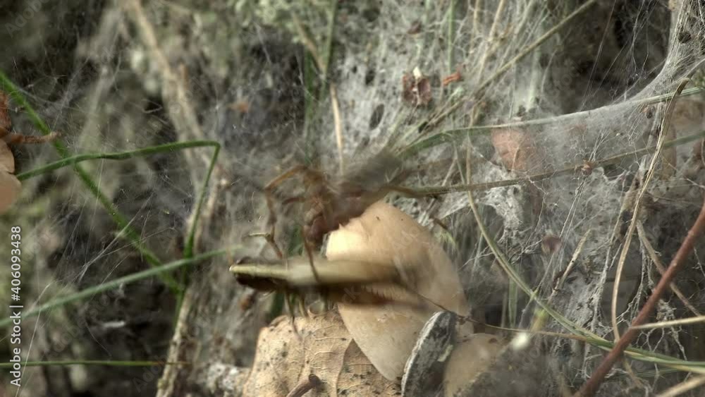 Eine Trichterspinne Agelena labyrinthica wartet am Ende des Fangtrichters in ihrer Wohnhöhle auf ins Netz gegangene Insekten und erbeutet Grashüpfer