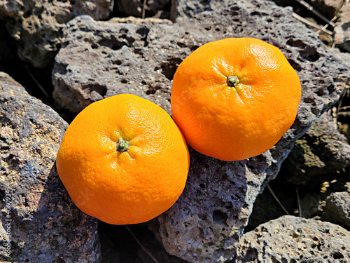 Red cent, red orange, Jeju tangerine, 제주레드향, 제주귤 photo