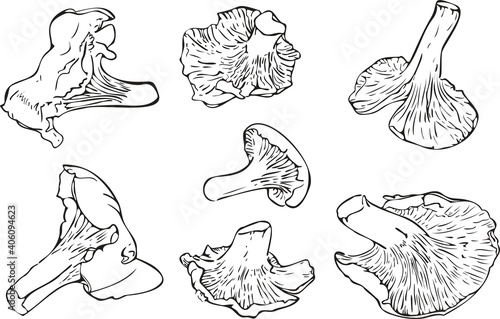 Vector illustration set of mushroom silhouettes isolated on a white background. Realistic Cantharellus cibarius design.