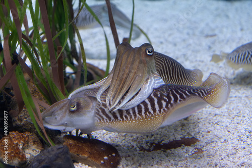 Two cuttlefishes in aquarium with white sand photo