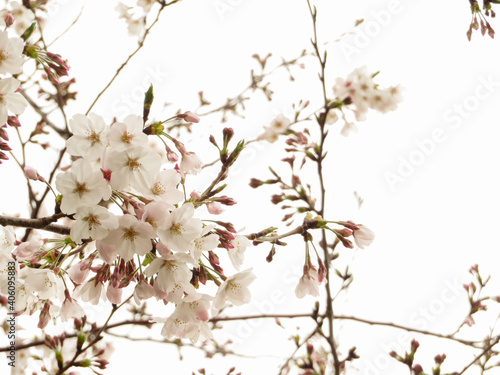満開の染井吉野の桜の花