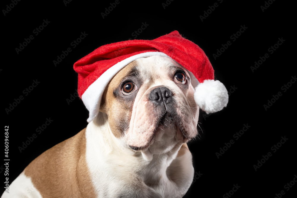 Close up portrait of male dog of french bulldog breed in santa claus red hat with sad dreaming big eyes at the black background