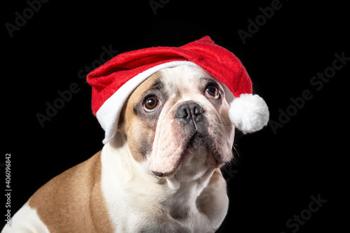 Close up portrait of male dog of french bulldog breed in santa claus red hat with sad dreaming big eyes at the black background