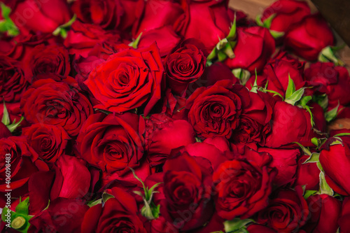 Large scattered bouquet of red roses on a white background.