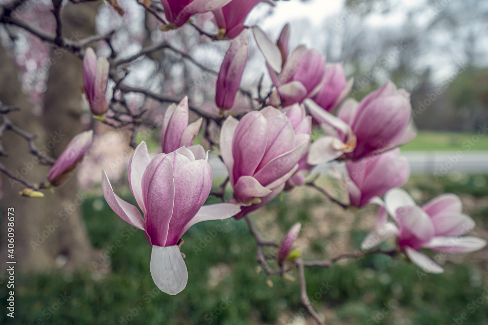 Fototapeta premium Magnolia tree in bloom in early spring