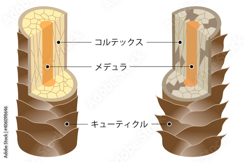 髪のしくみ　健康な髪と傷んだ髪