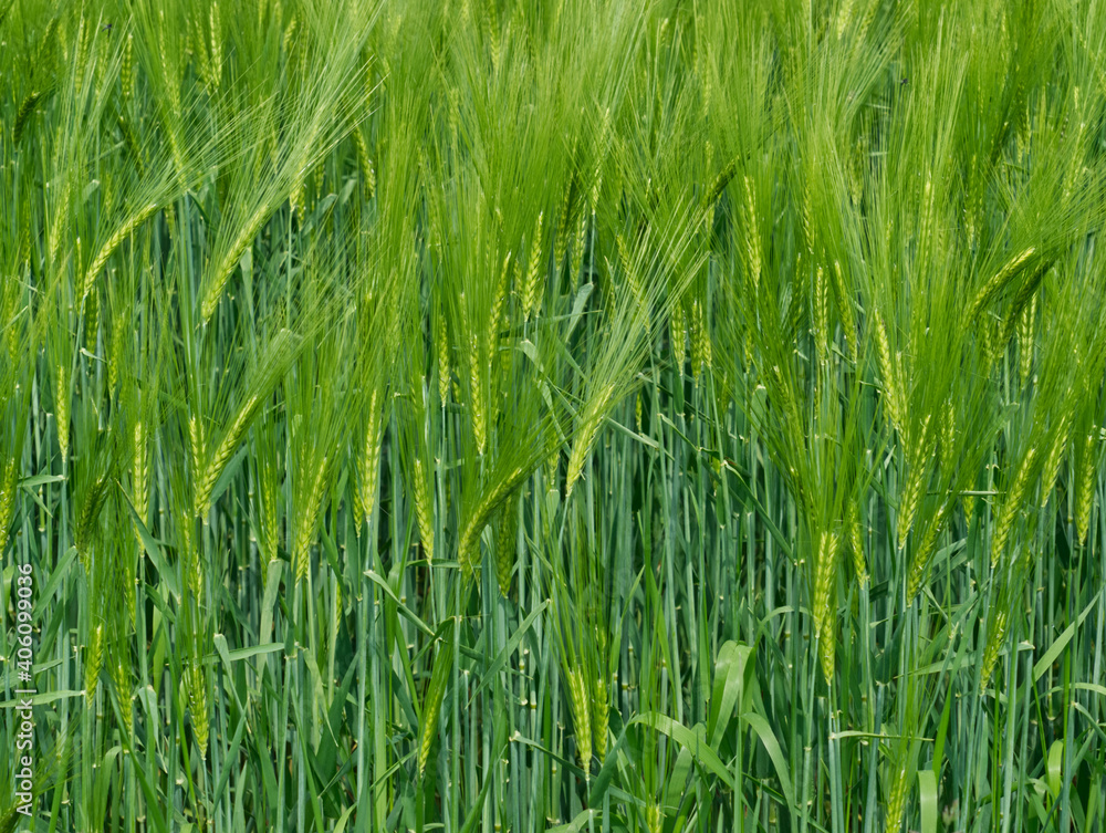 Young rye ears growing on the field. Summer landscape. Agriculture harvest. Agribusiness. Natural grass texture. Young rye ears growing on the field. Summer landscape. Agriculture harvest. Agribusiness. Natural grass texture.