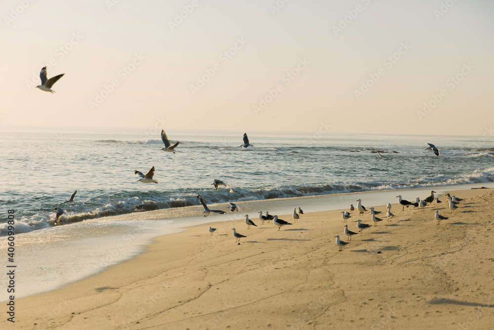 Seagulls on the beach at sunset taking flight and flying 