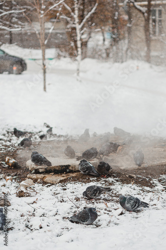 In winter frost and snowfall City pigeons warm themselves at the half-open sewer hatch.