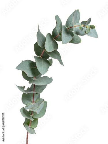 Grey green or glaucous leaves on a branch of the Eucalyptus tree, seen from the side. Isolated on a white background.