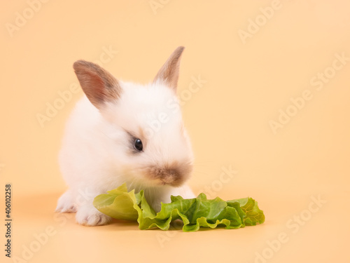 White adorable baby rabbit eating cabbage on yellow background. Cute baby rabbit.