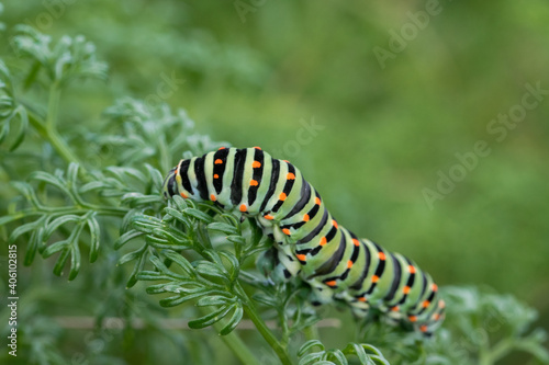 Closeup shot of a caterpillar of a Maltese swallowtail butterfly on green leaves photo