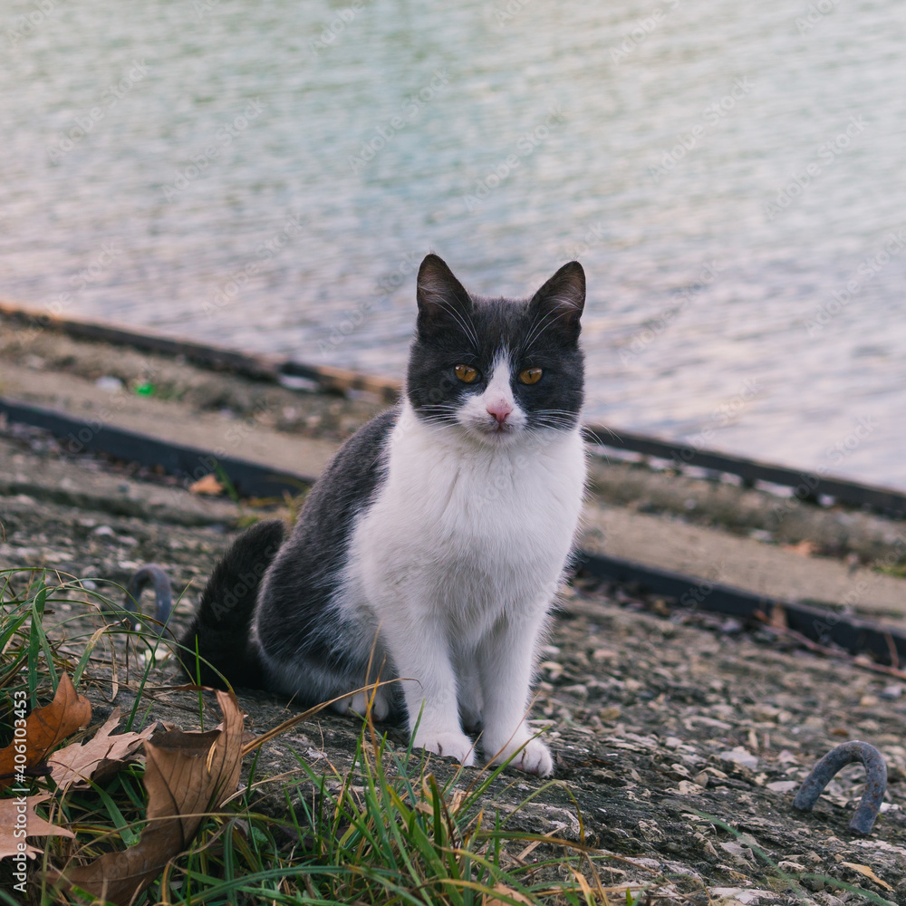 A nice home cat sitting outdoors and looking A nice home cat sitting outdoors and looking