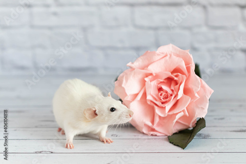 Decorative cute white rat sits next to a rose flower. On the background of a white brick wall. A close-up of a rodent.