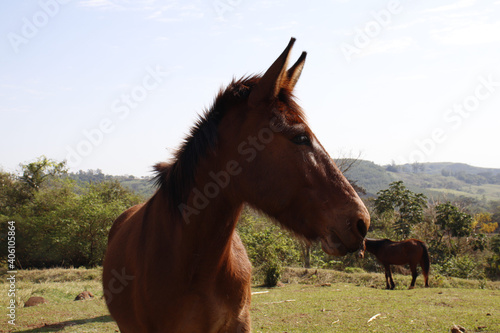 portrait of a horse