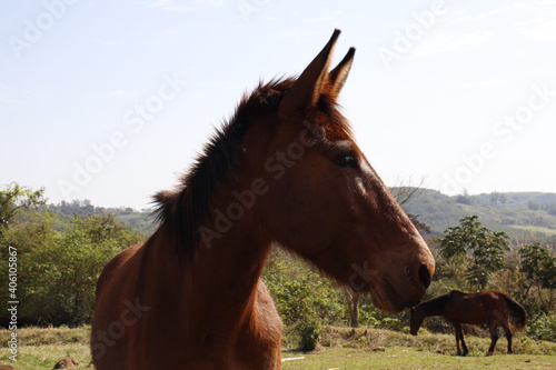 portrait of a horse