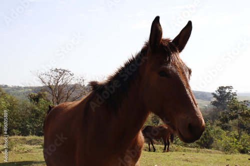 portrait of a horse