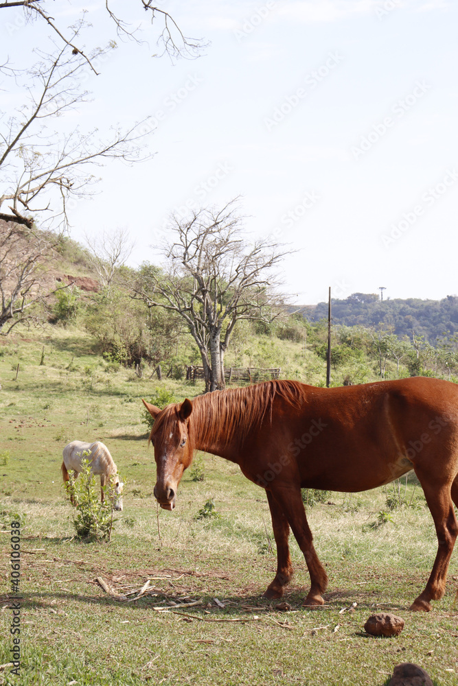 Fototapeta premium horses in the field