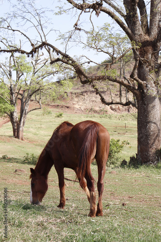 horse in a field