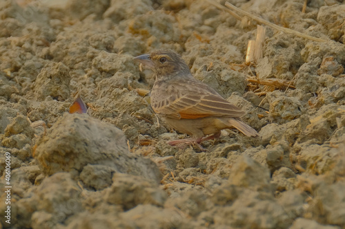 Bengal Bushlark photo