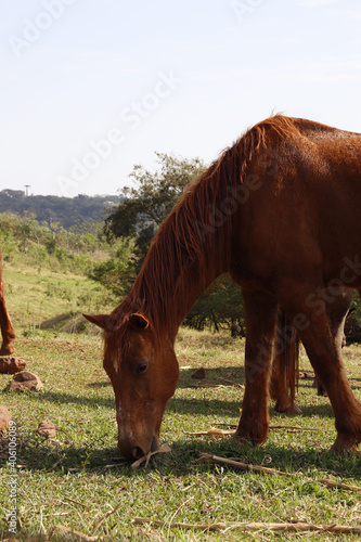 horse in the field