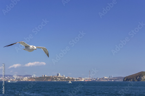 flying seagull and Vladivostok cityscape from afar
