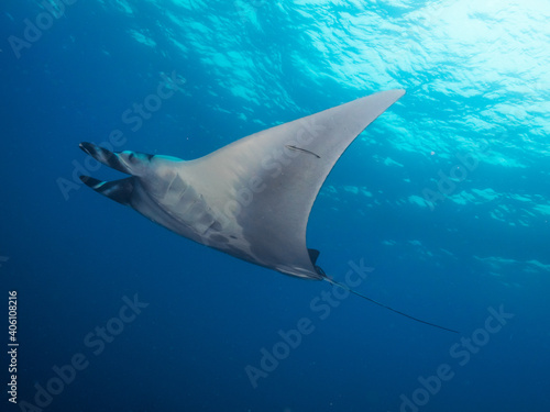 Oceanic manta ray swimming in the blue (Mergui, Myanmar)