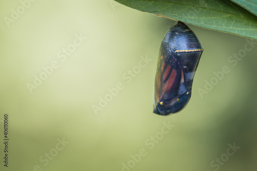 Monarch Butterfly chrysalis, Danaus plexippuson, in clear stage hanging from Swamp Milkweed leaf photo