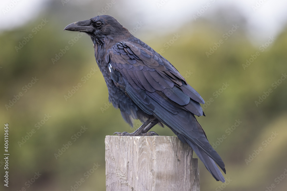 Fototapeta premium Selective focus shot of a wild raven