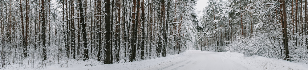 Landscape of a snow-covered pine forest in a snowfall Landscape of a snow-covered pine forest in a snowfall