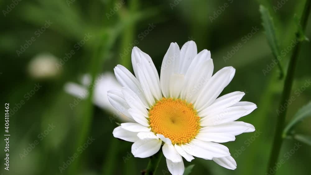 Daisy Flower moving in the wind
