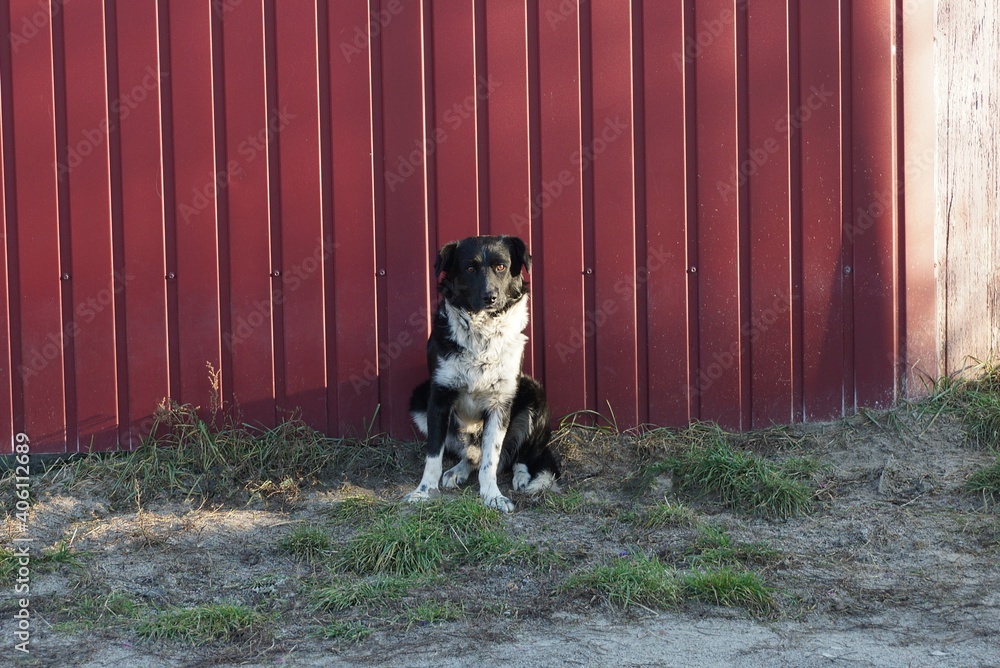 one large spotted dog sits by a red metal fence wall on gray ground and green grass outside one large spotted dog sits by a red metal fence wall on gray ground and green grass outside