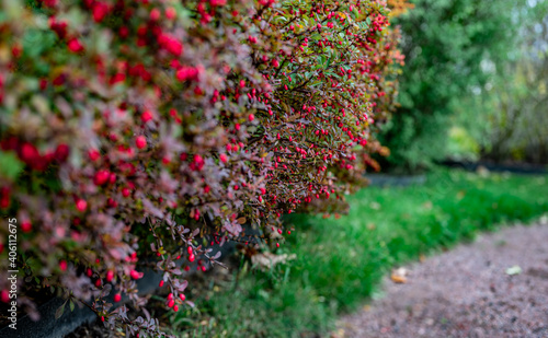 Fototapeta Naklejka Na Ścianę i Meble -  barberry bushes in the garden