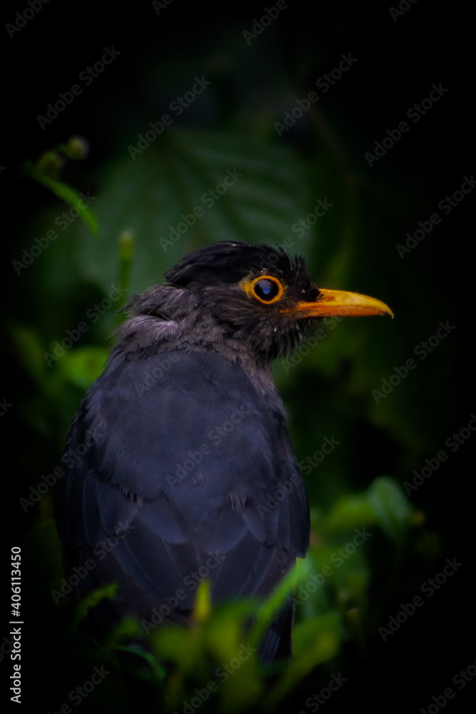 Fototapeta premium The Nilgiri blackbird on a branch