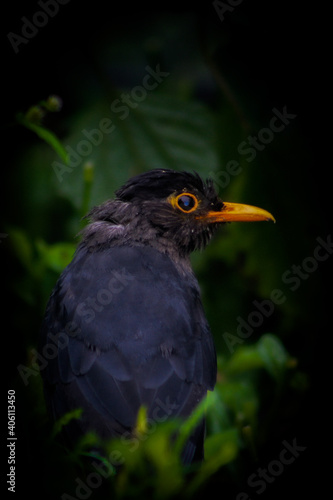The Nilgiri blackbird on a branch