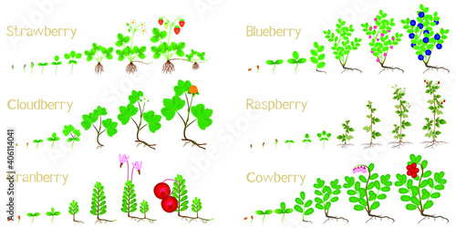 Set of growth cycles of forest berries on a white background.