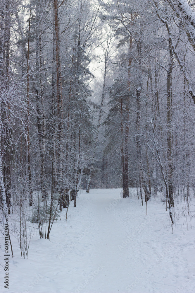 Winter forest after a snowfall. Fairy trail in a snowy park. Frosty siberian landscape.