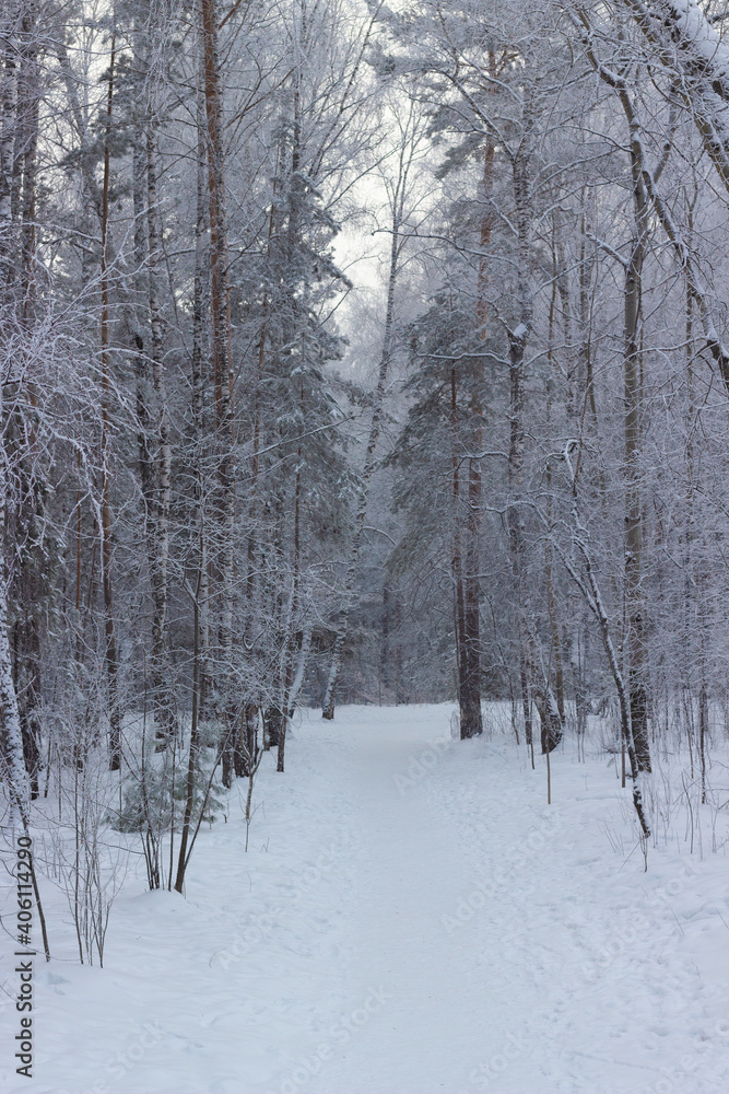 Winter forest after a snowfall. Fairy trail in a snowy park. Frosty siberian landscape. Winter forest after a snowfall. Fairy trail in a snowy park. Frosty siberian landscape.