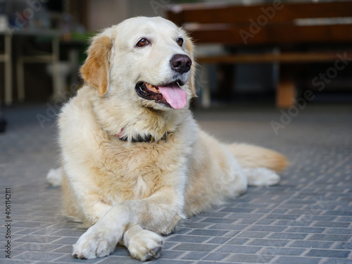 Friendly young Golden Retriever dog pet home, Stick out the tongue and cross legs to enjoy relaxing time