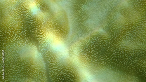 Extreme close-up of the soft coral polips on the reef. Details of the soft coral polips. Natural underwater background. Mushroom Leather Coral (Sarcophyton coral) photo