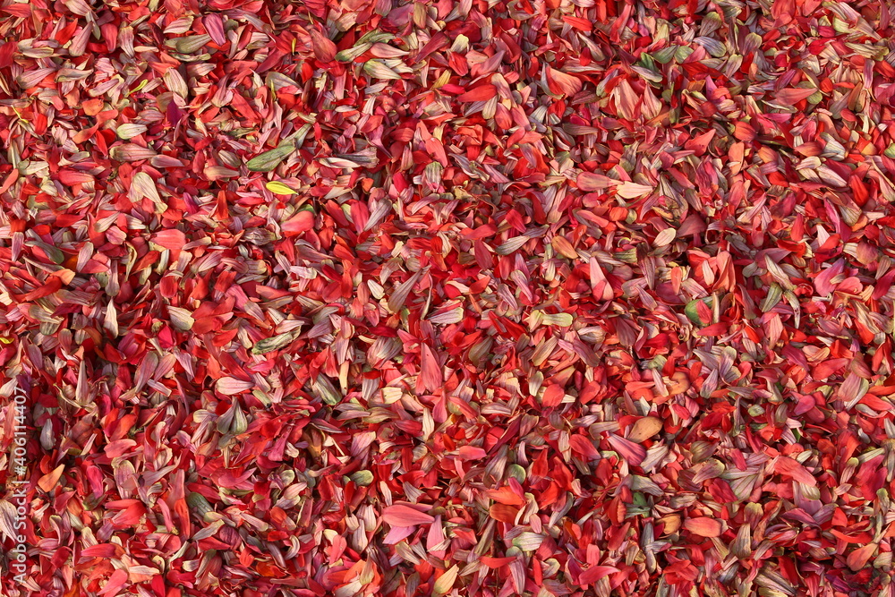 Fototapeta premium red pepper background