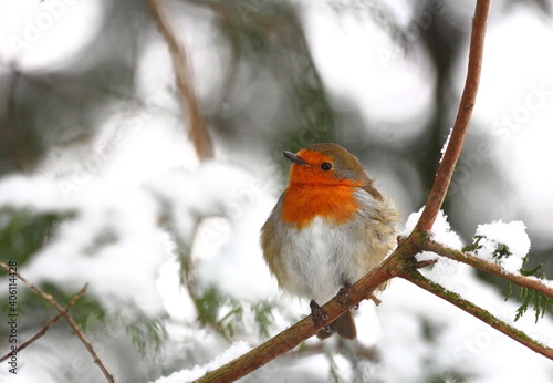Robin red breast in winter snow