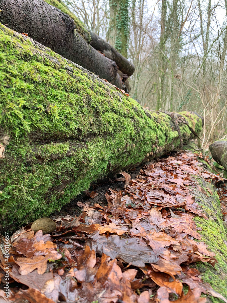 Fototapeta premium Green moss plastering the fallen tree log. Bokeh blurry defocused background